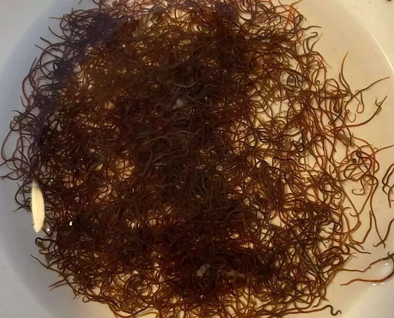 16oz Quality Fresh Live Blackworms – 1 Day Shipping – Live Arrival Guarantee