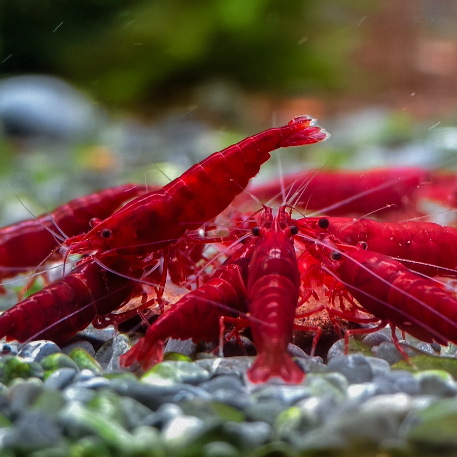 “Live Freshwater Shrimp – 20+2 Fire Red Cherry Shrimp – High Grade Neocaridina