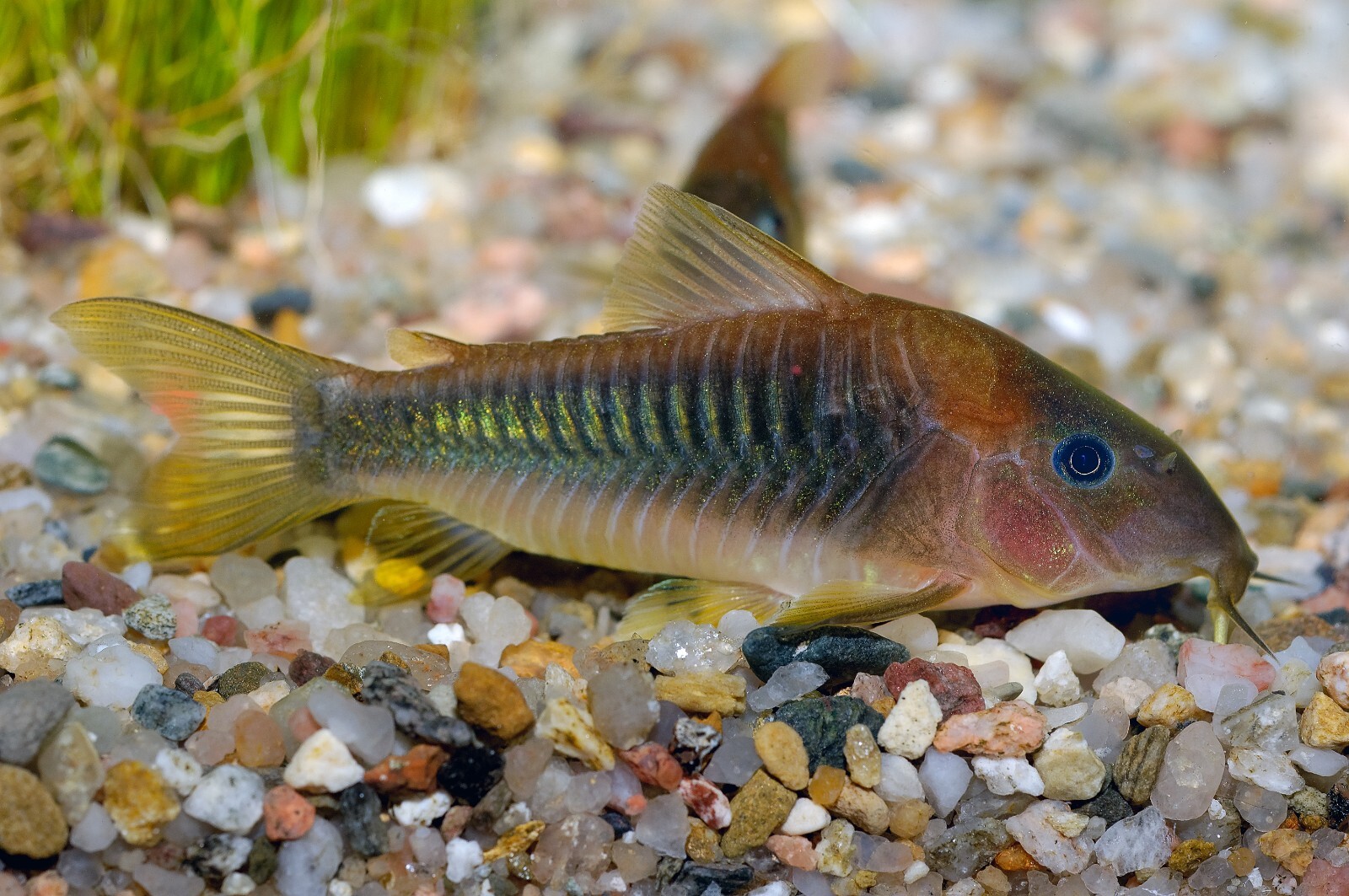 ABF CORY CATFISH MIX Bottom Feeders,Krill,Spirulina,Cory Cats,PlecoABF425WW