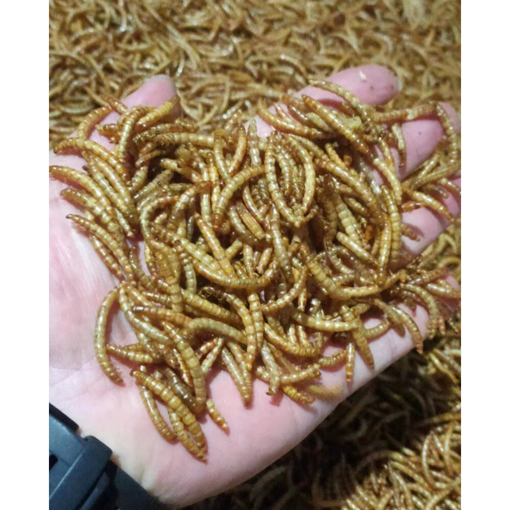 Premium 5 Pounds Dried Mealworms #ReptileTreats USA Stock Fast Ship