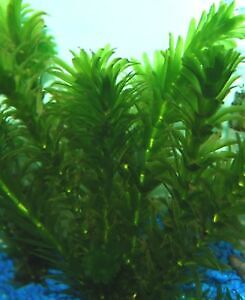 3x Anacharis Elodea Egeria Densa Live Aquarium Plants