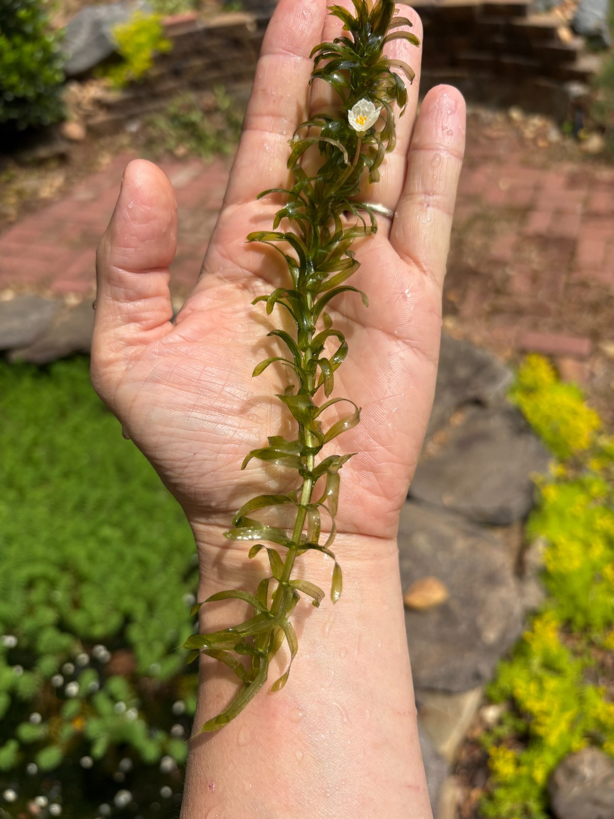 Beginner Aquarium – Anacharis Easy Live Aquarium Plants **buy 2 get 1 free