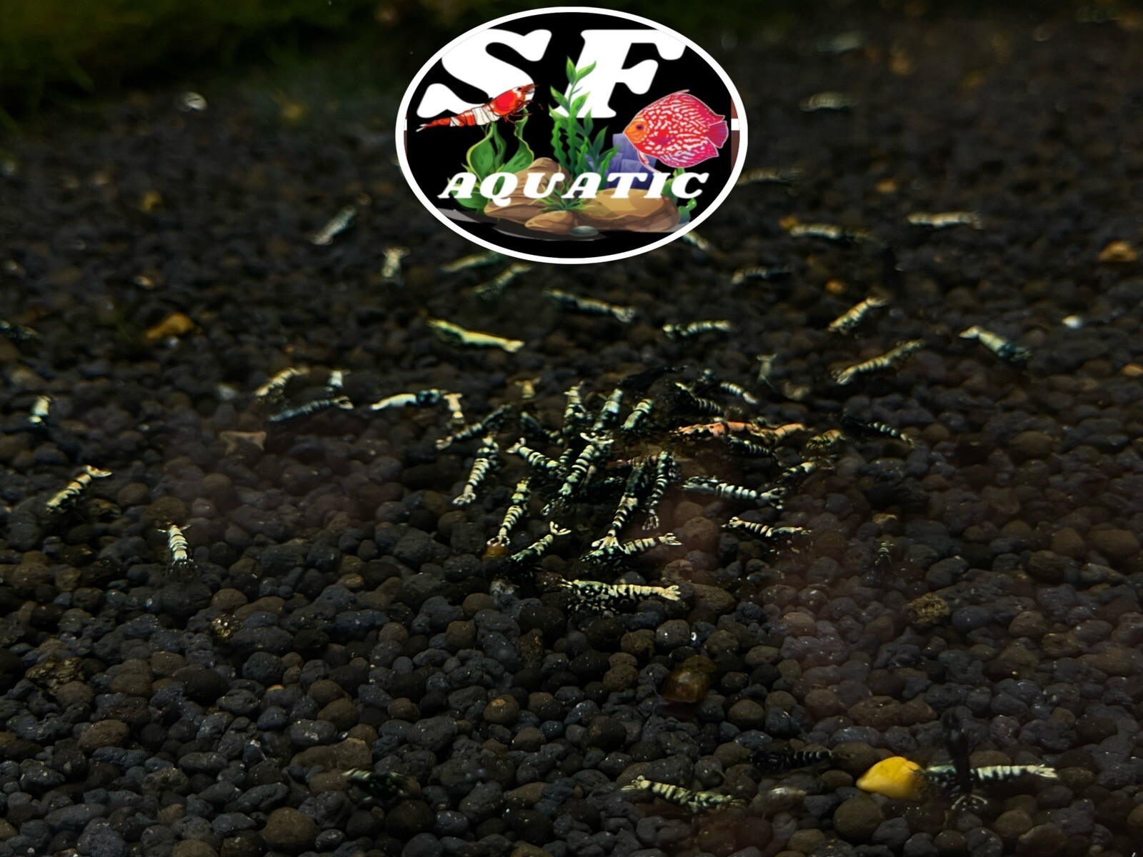 10 + 1 (FREE) Black Galaxy shrimp – Mix S-SSS Grade
