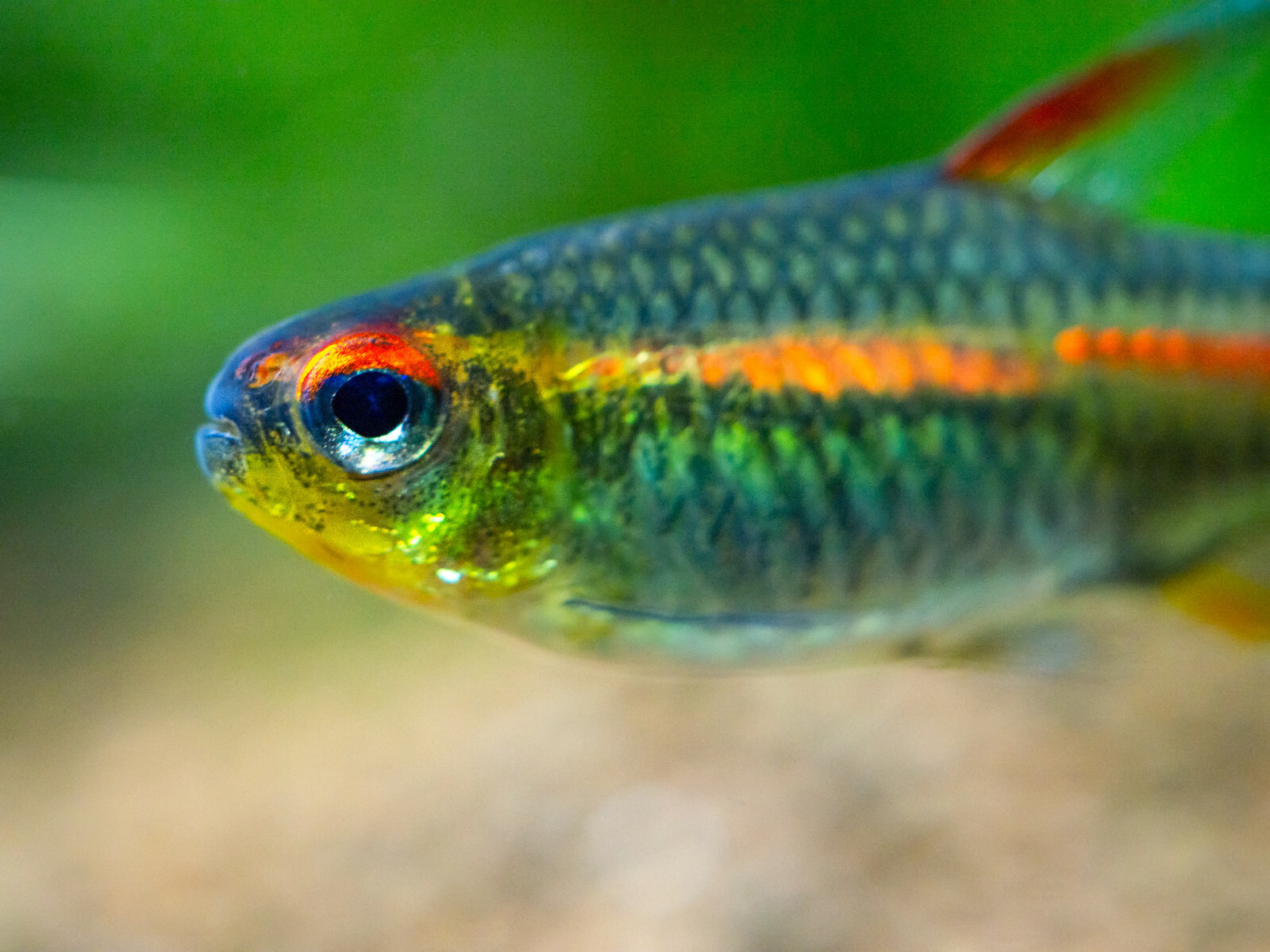MICRO .5mm HIGH PROTEIN,62%,SLOW SINKING FRY FISH FOOD MIX Guppies Tetras A448