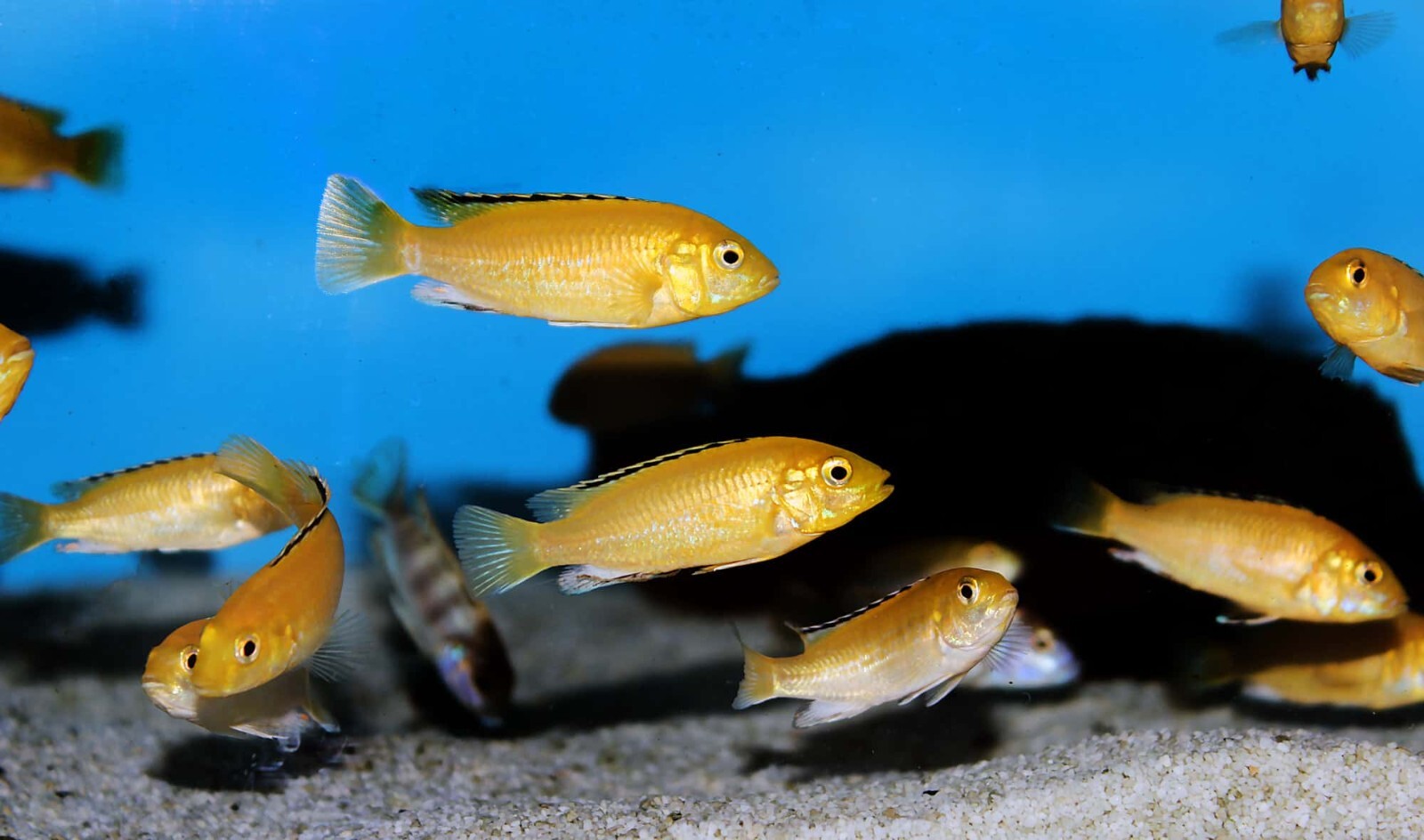 4mm Sinking/Slow Sinking Pellets for All Pond Fish, Cichlids, Discus… Zeigler