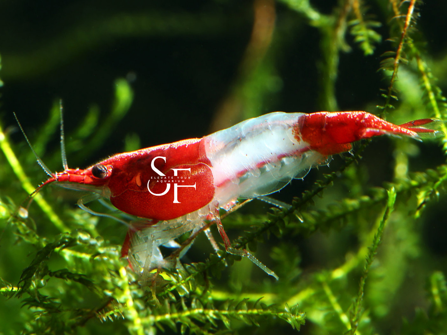 20+2 Red Rili Freshwater Neocaridina Aquarium Shrimp. Live Guarantee