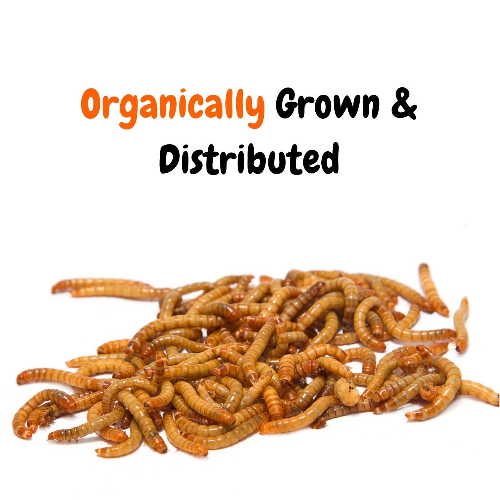 Live Mealworms – Grown Organic Meal Worms for Reptiles – 1000 Bulk Feeder Insect