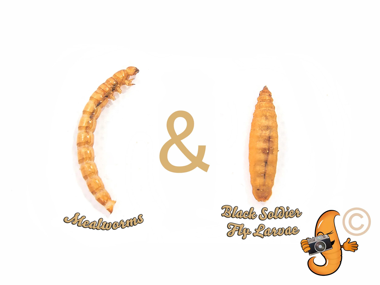 2lb Chubby Mealworm & Black Soldier Fly Larvae Mix Chicken, Duck & Bird Treat