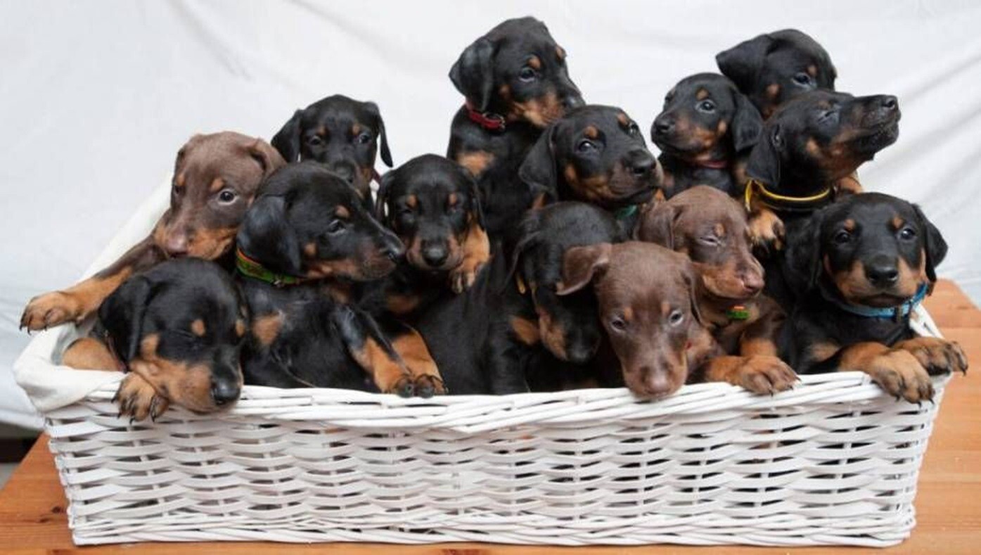 ESPERMAS DEL PERRO SEMENTAL – INCREMENTA el espermas eyaculaciones fertilidad