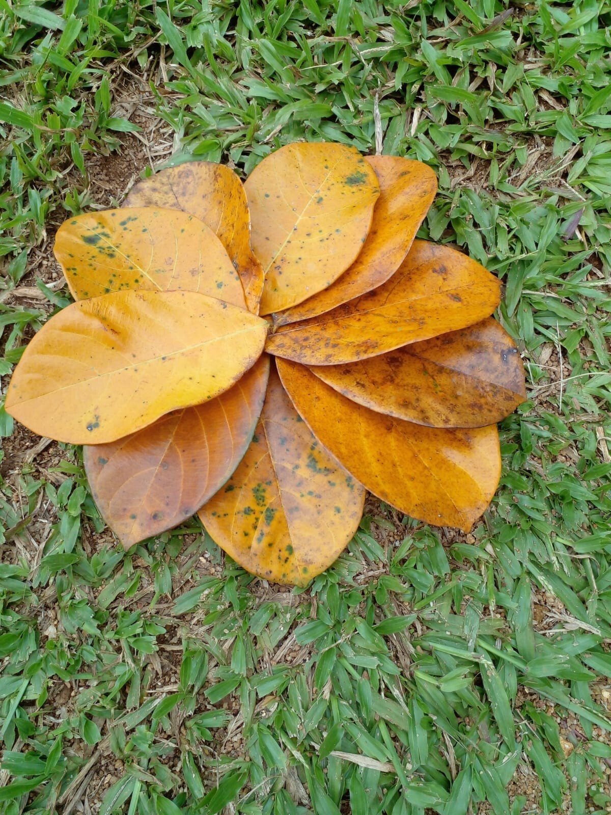 50g DRIED JACK FRUIT LEAVES Organic Bio Film Shrimp Aquarium Ceylon Natural NEW