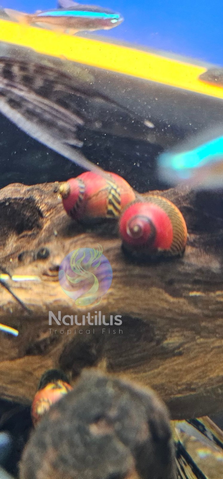 1/3/5/10/20/30X RED RACER NERITE SNAIL freshwater live We combine shipping!