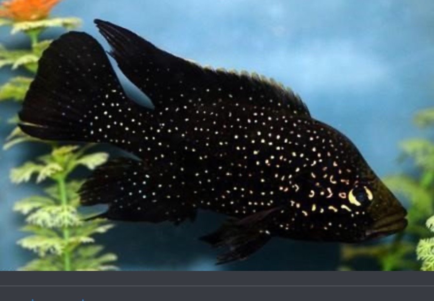 Starry Night Bleekeri Cichlid 3-4” Live Freshwater Fish