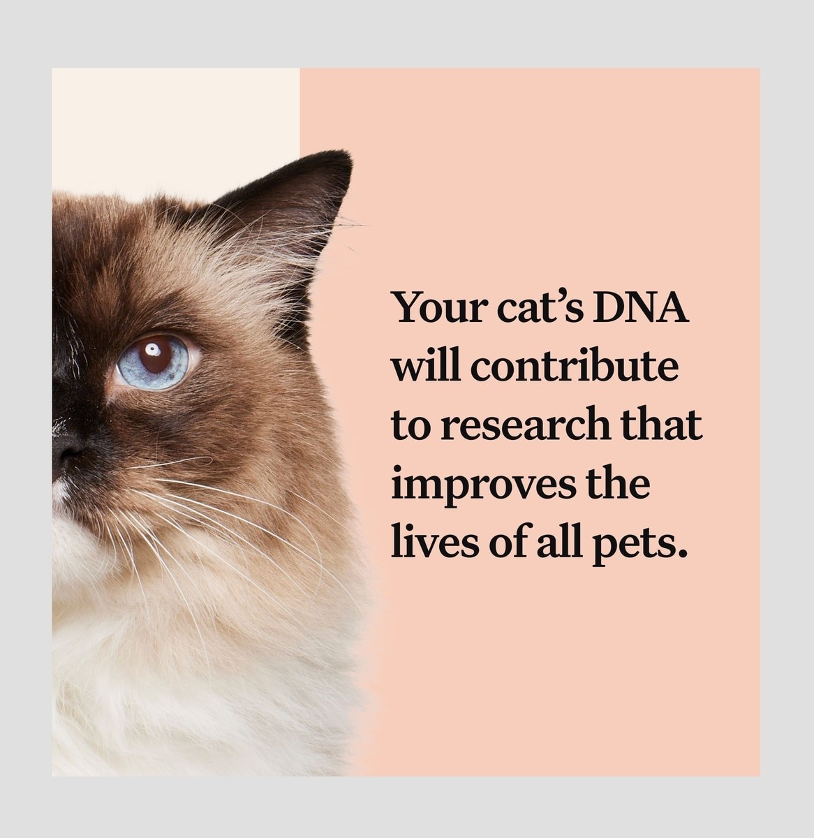 Wisdom Panel Complete Cat DNA Test