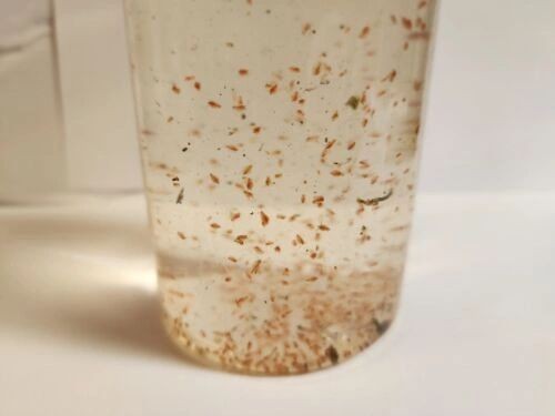 Live daphnia magna 1200 count. Free Shipping.