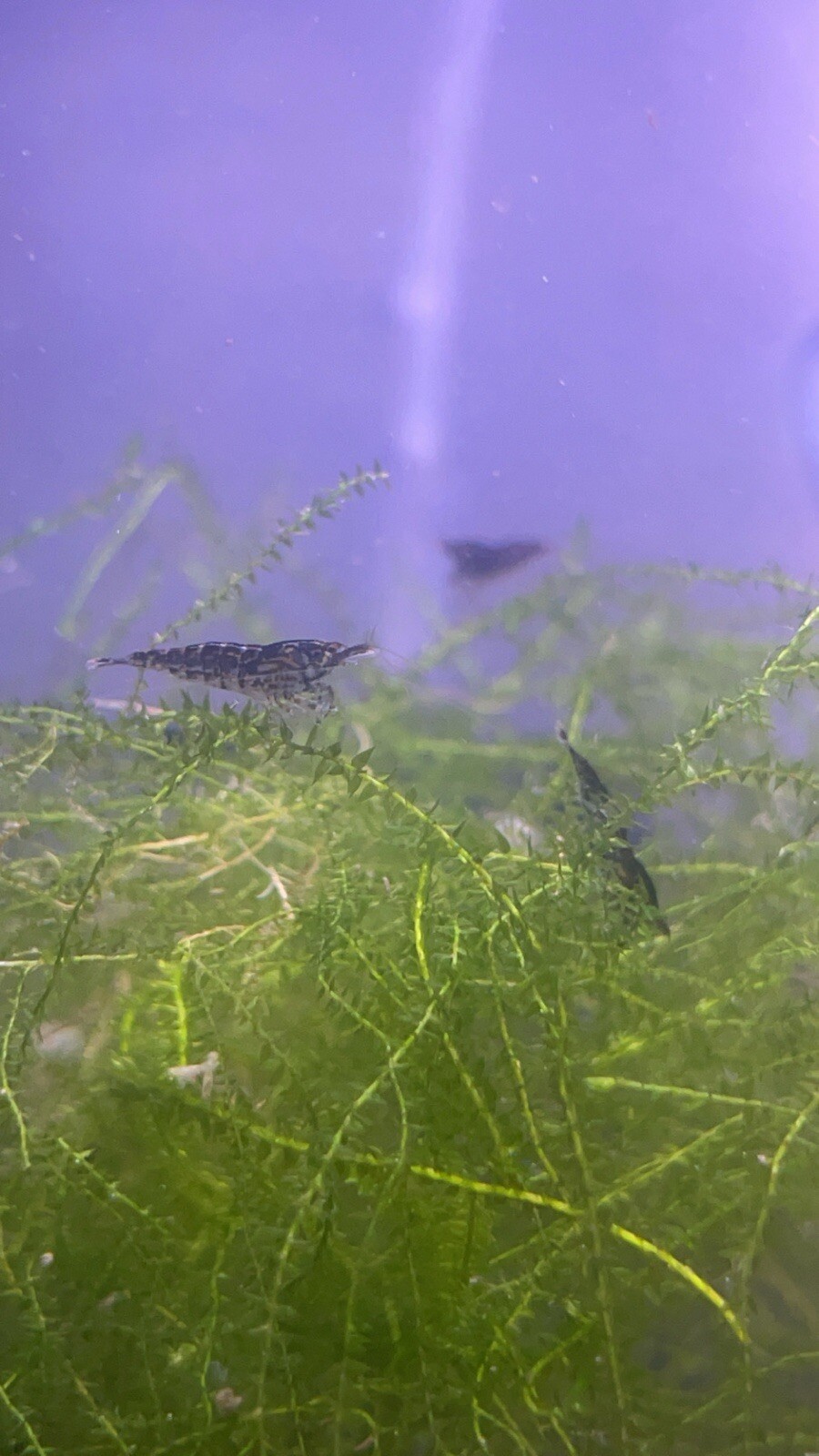 20+5 Wild Color Mix Skittle Neocaridina Shrimp Freshwater, Aquarium, Homebred