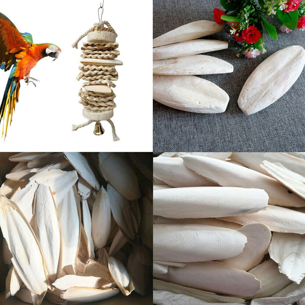 10-20Pcs Calcium Cuttlebone Cuttlefish bone Sepia/Cuttle/Fish/Bird Food USAA~