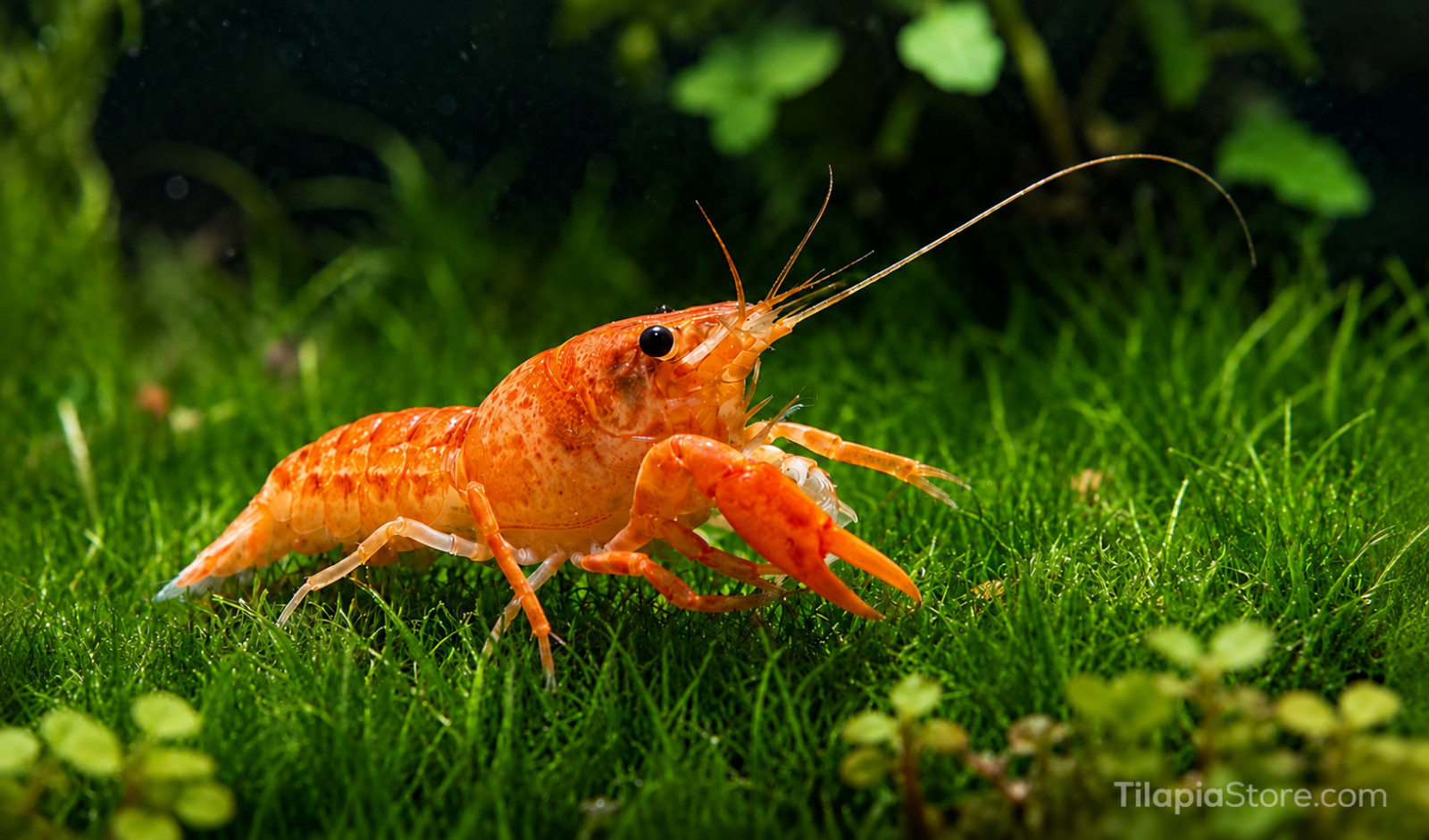Mexican Orange Dwarf Crayfish (Breeding Colony of 6 – CPO Live Aquarium Crayfish