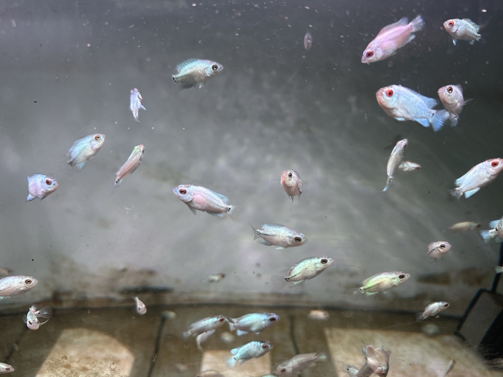 Baby Thai Silk Flowerhorn Fry Size Flowerhorn PNPV ( Full White Blue) 2-4cm