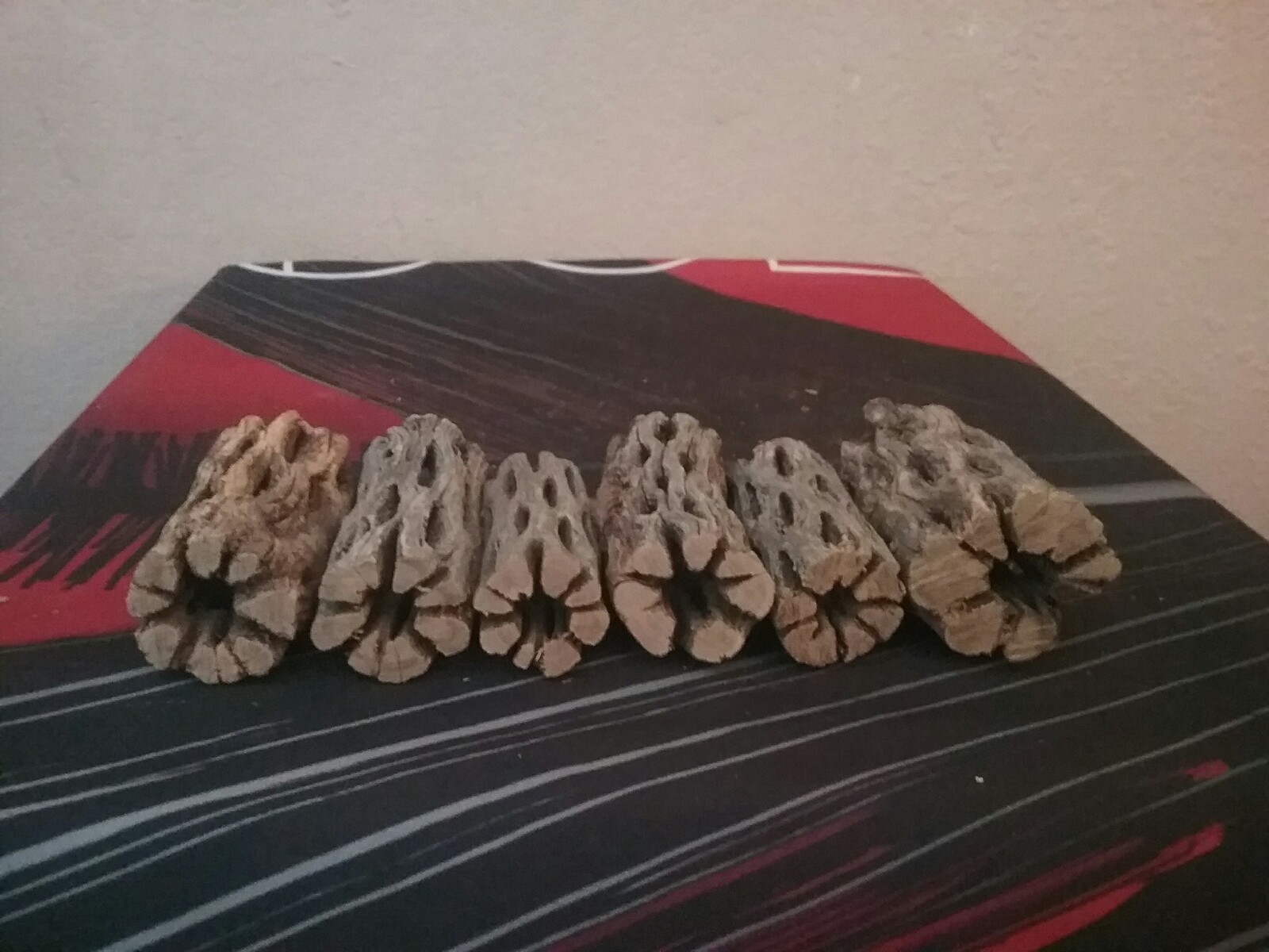 6 THICK pieces of 3″ CHOLLA Wood | Fish, Pleco, Shrimp Aquarium, Hermit Crab