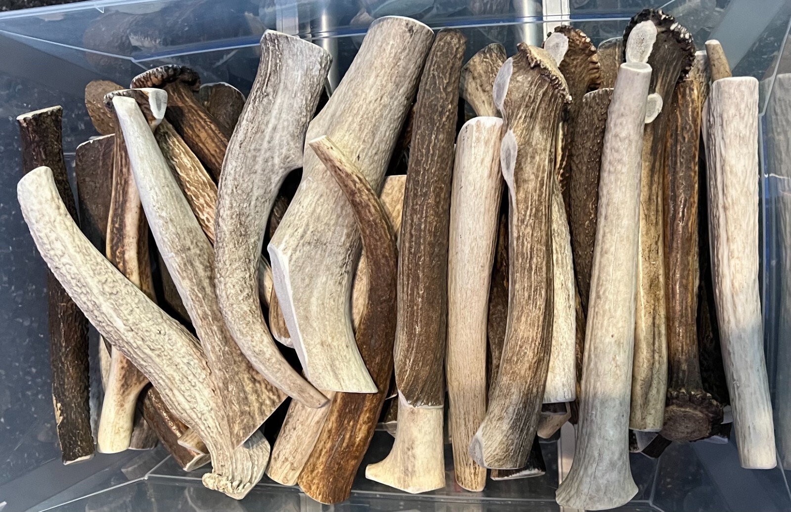 5 Pounds Whole JUMBO Elk Antlers 6″ – 12″ Long FRESH Dog Long Lasting Chews