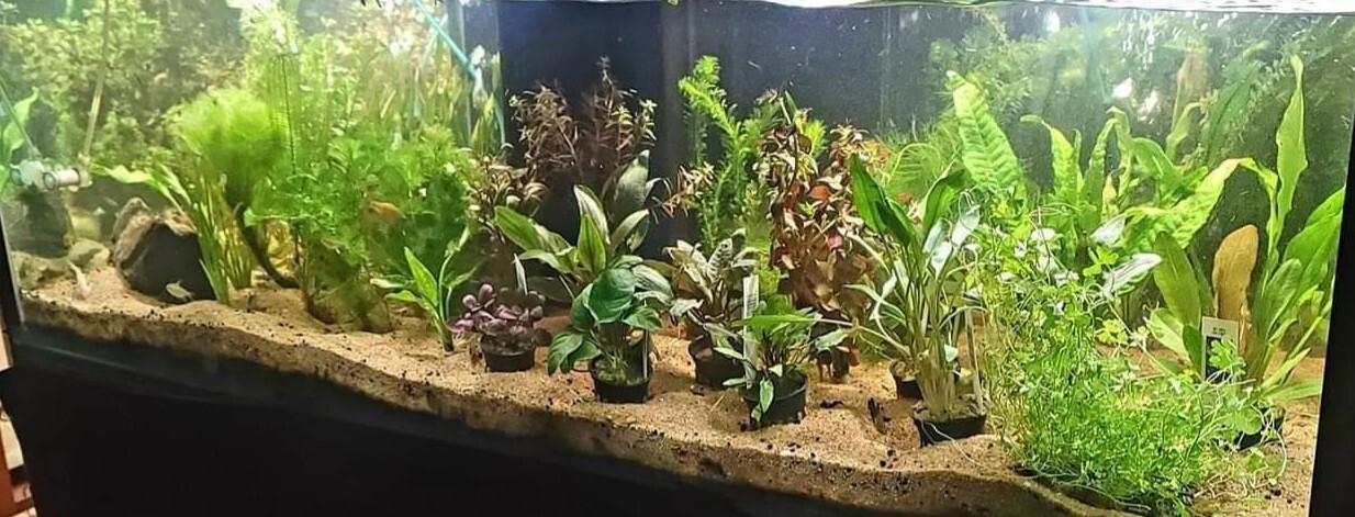Aquarium Live Plant Package Freshwater for 55g Heavy or 75g Medium