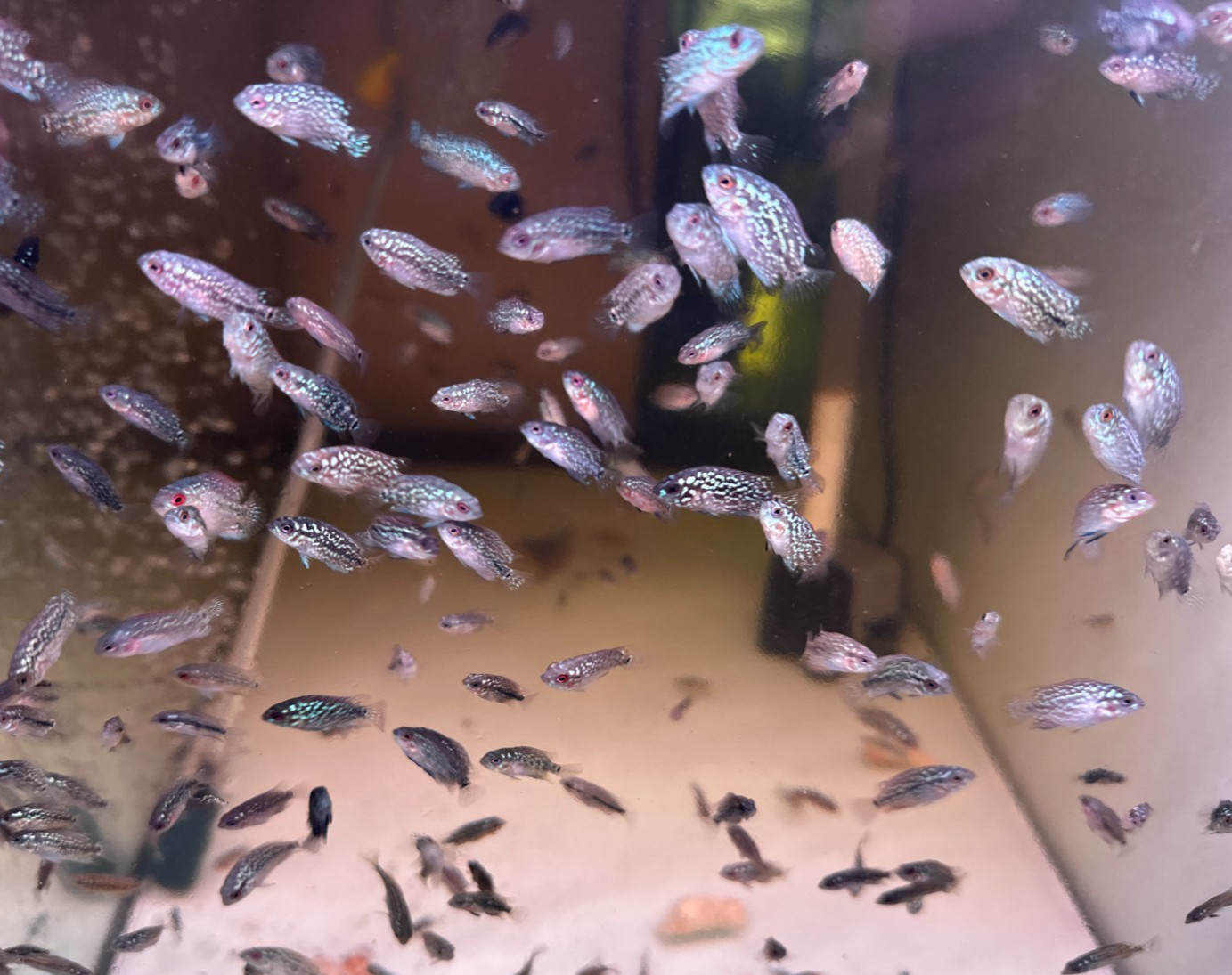 Baby GB Kamfa Flowerhorn Fry – Buy 1 Get 1 Free – Fast US shipping