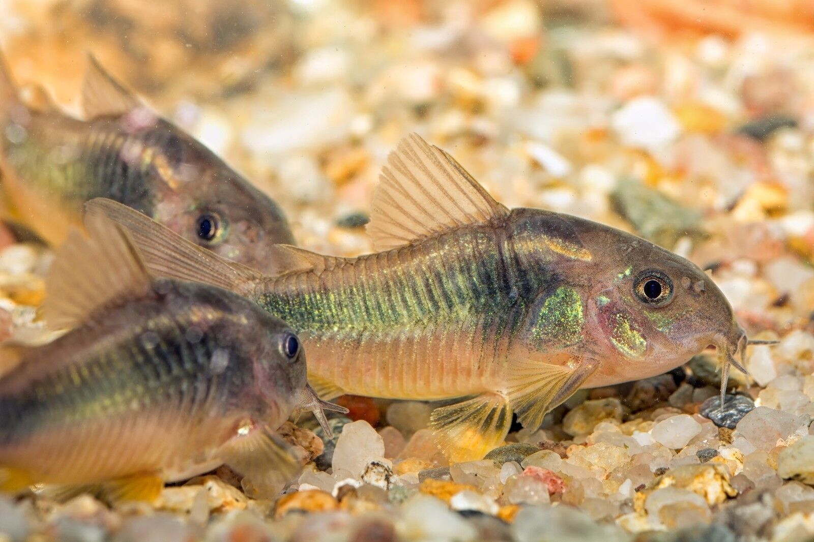 ABF CORY CATFISH MIX Bottom Feeders,Krill,Spirulina,Cory Cats,PlecoABF425WW