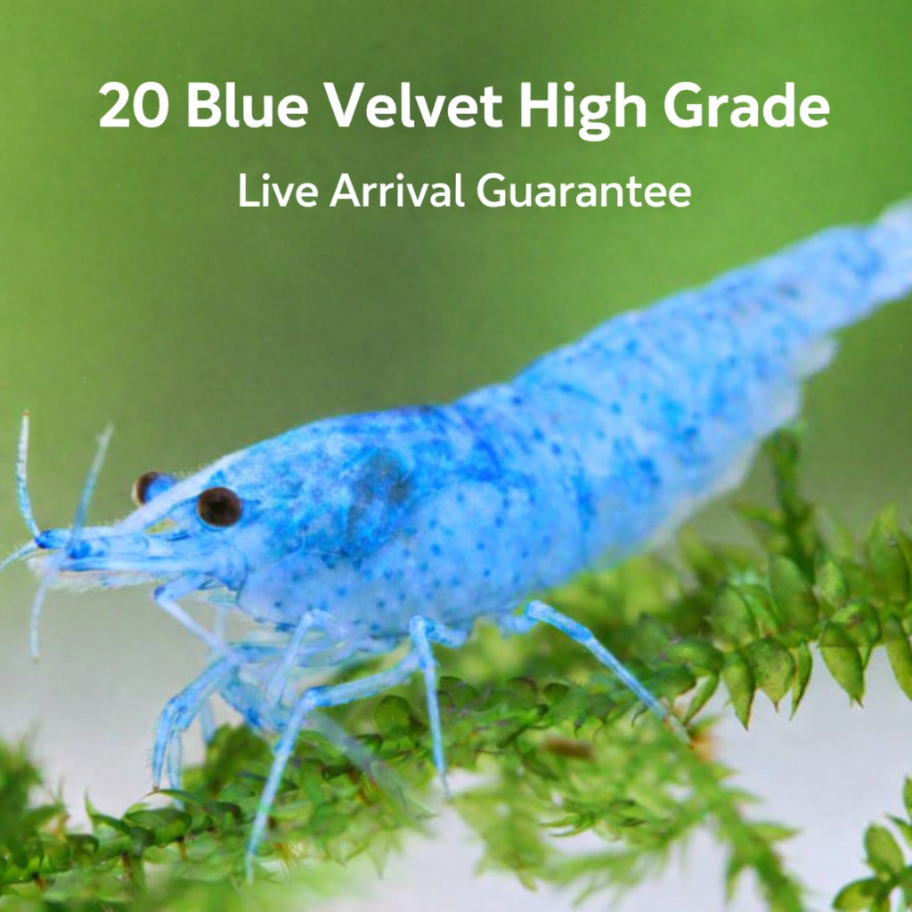 20 Blue Velvet High Grade Neocaridina Live Freshwater Shrimps Live Arrival
