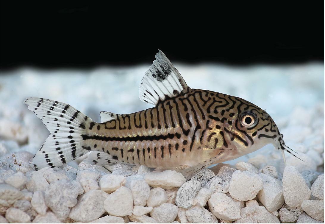 ABF LOACH & CATFISH MIX,Krill Wafer,Veggie Stick,Pleco,Snail,Spirulina,ABF262