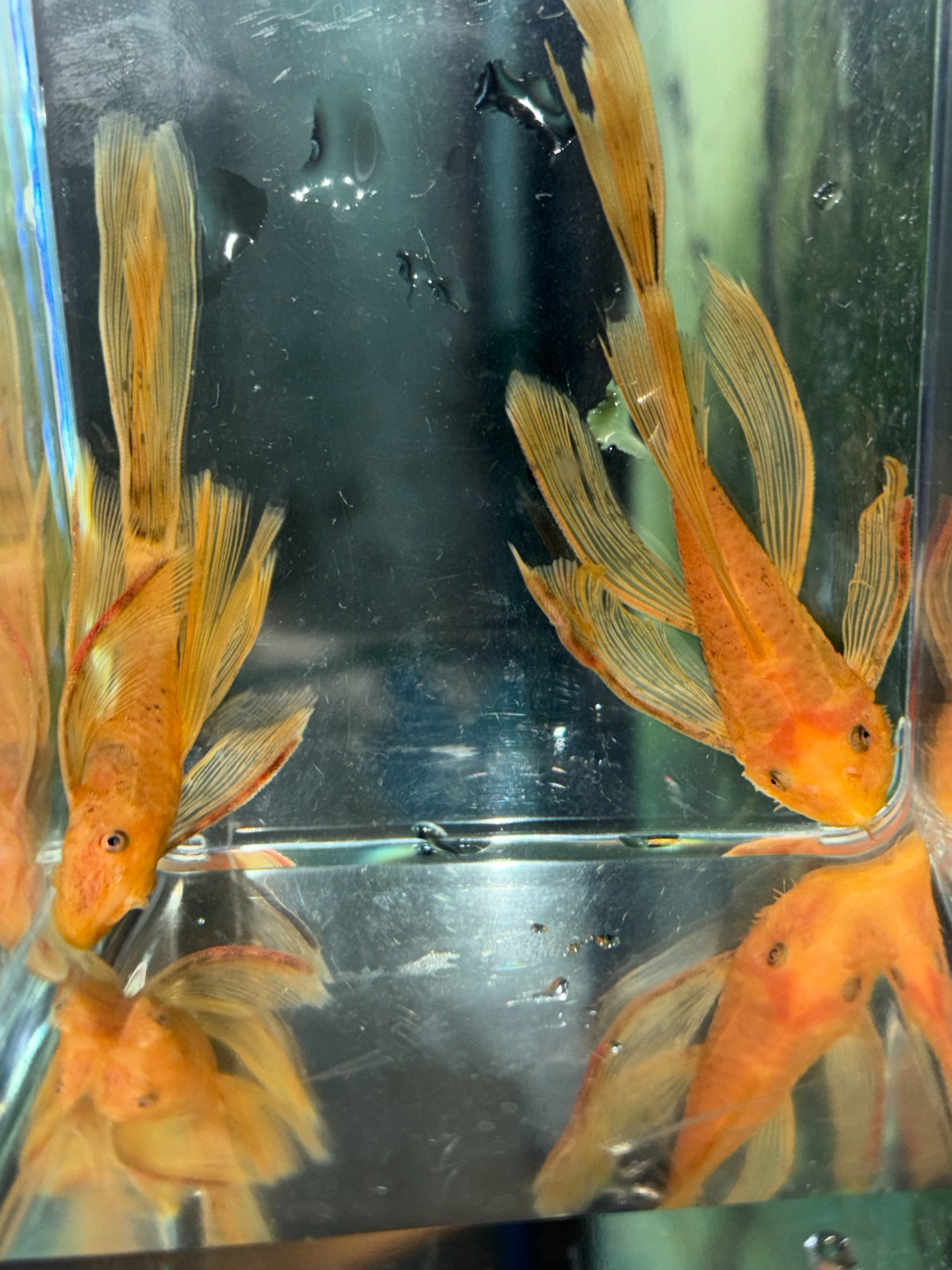 Long Fin Super Red Bristlenose Pair #1