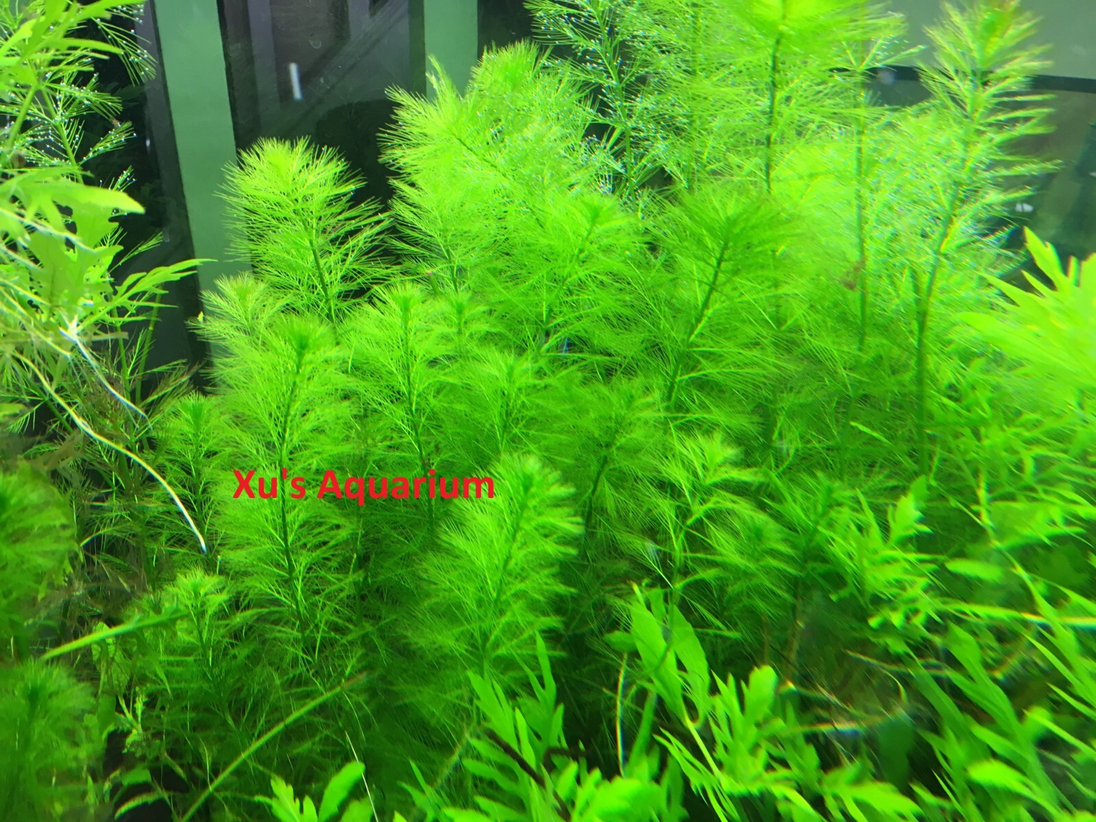 Western Milfoil, Myriophyllum hippuroides, Live Aquarium/Aquatic/Stem Plant
