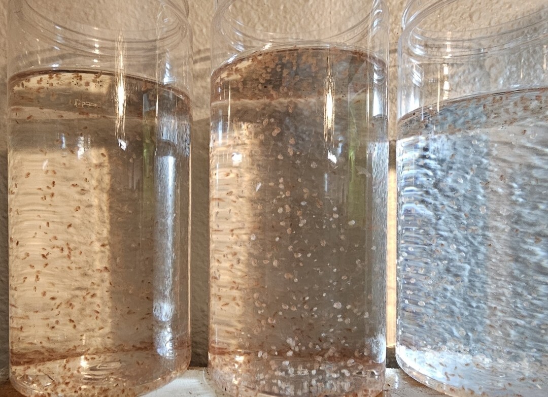 Live daphnia magna 1200 count. Free Shipping.