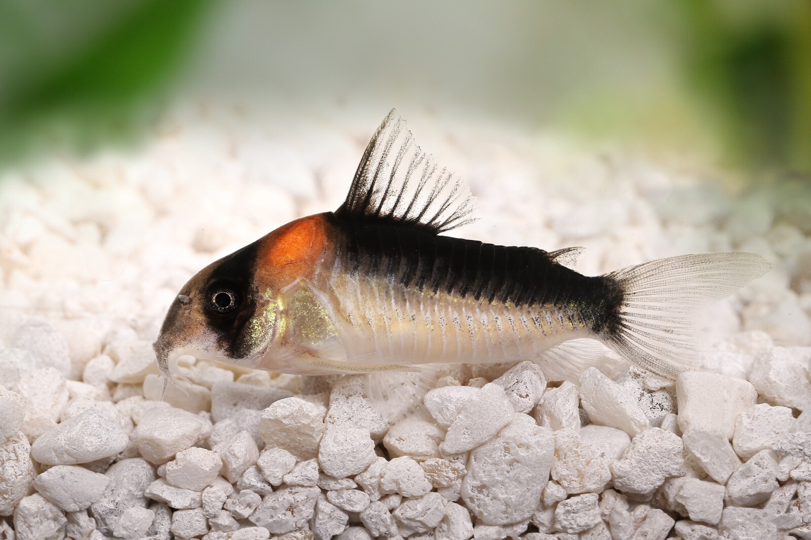 ABF CORY CATFISH MIX Bottom Feeders,Krill,Spirulina,Cory Cats,PlecoABF425WW