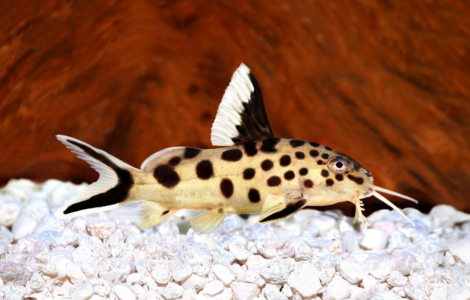 ABF CORY CATFISH MIX Bottom Feeders,Krill,Spirulina,Cory Cats,PlecoABF425WW