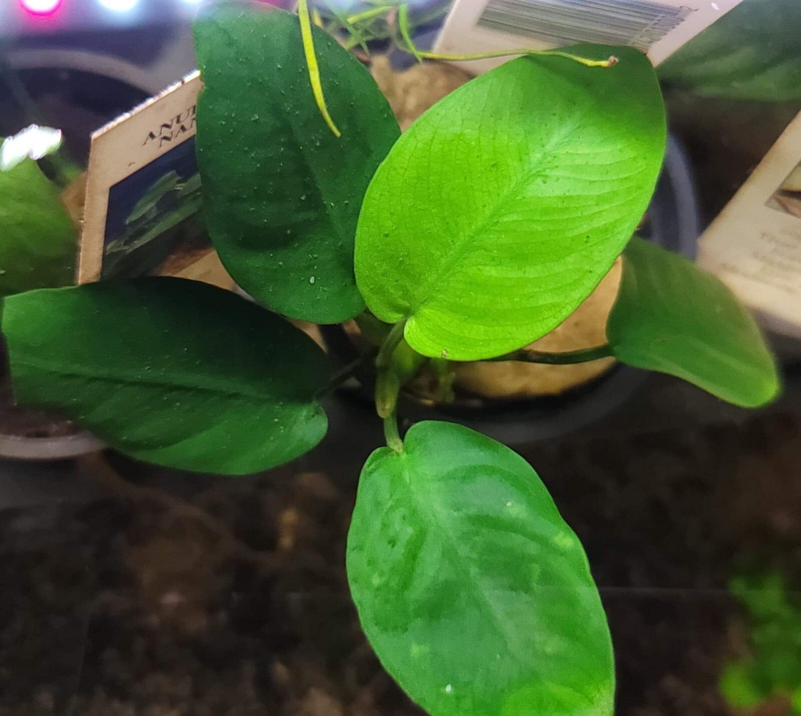 Aquarium Live Plant Package Freshwater for 55g Heavy or 75g Medium