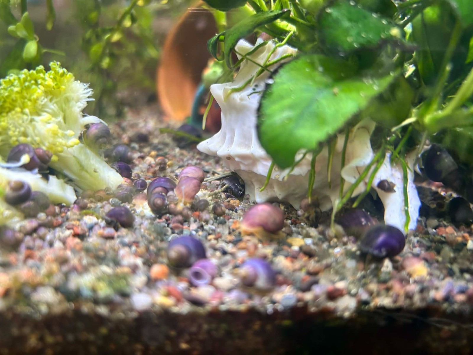 Purple (Dark foot) Mystery Snail babies