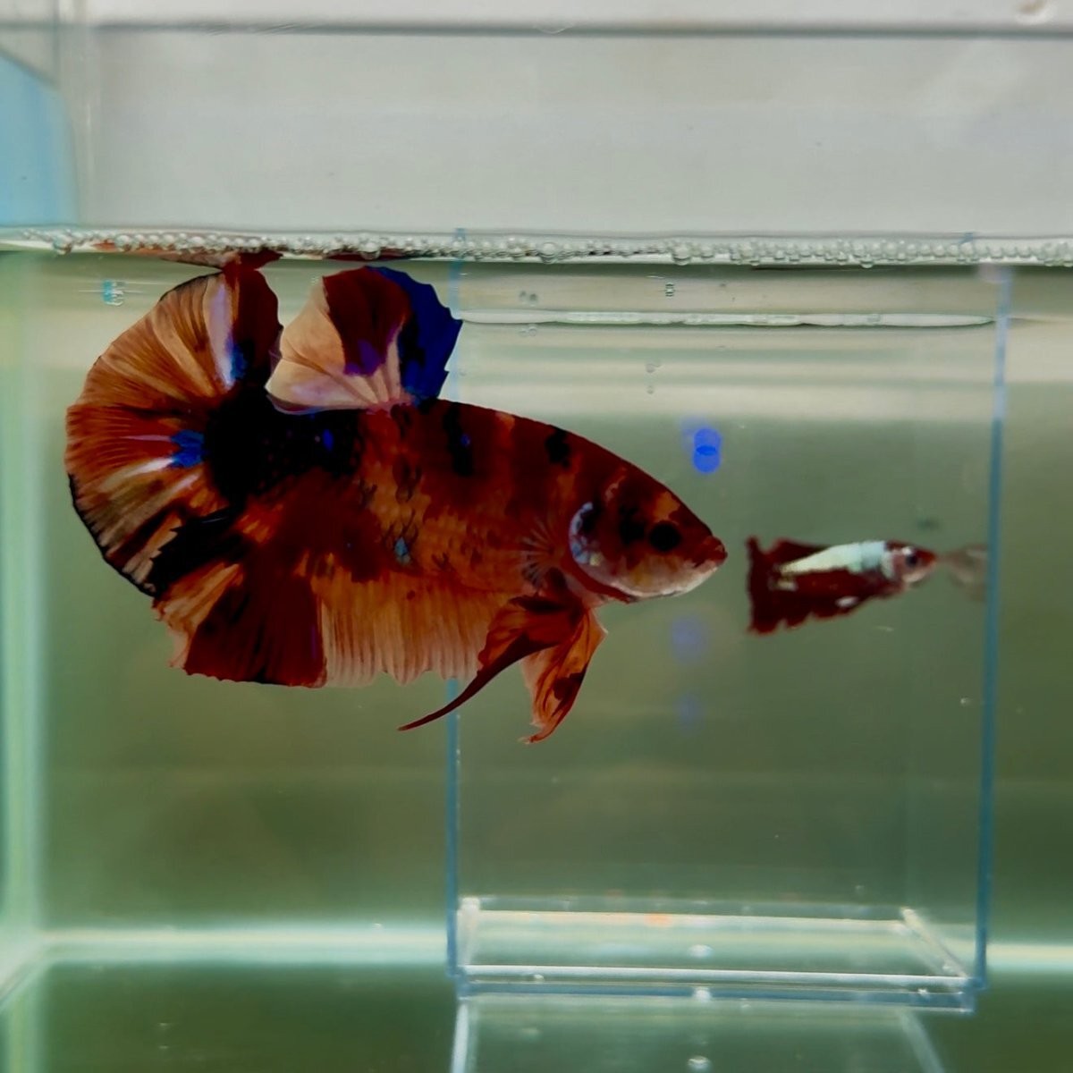 Plakat Koi Multicolor Male Betta Giant #N08