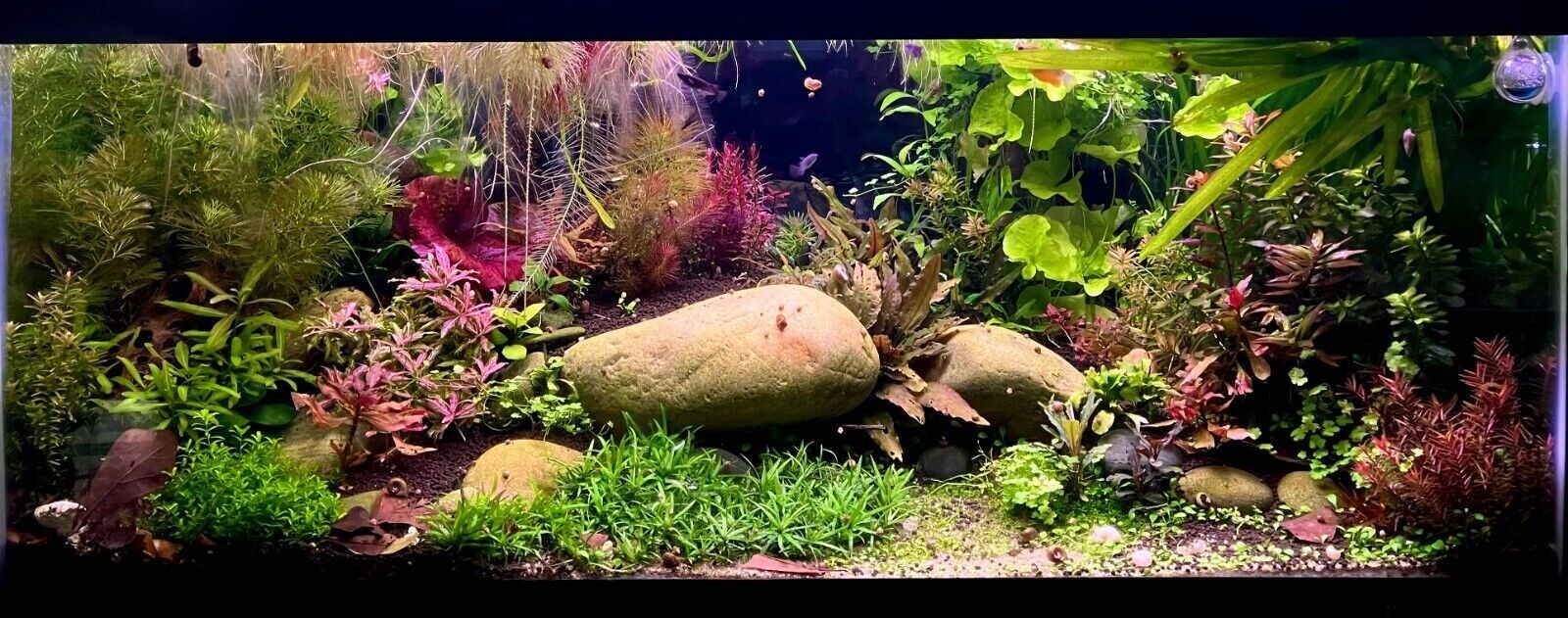 Live Aquarium Plant Pack 5+Species! 1-3 Stems|Easy|Floaters|Stem|Pond|Reds|Green