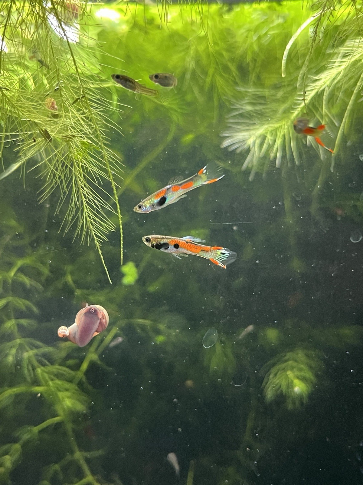 Black Bar Endlers (4) 2m, 2f LIVEBEARING + Free 4 Ram-horn Snails + Free Plant