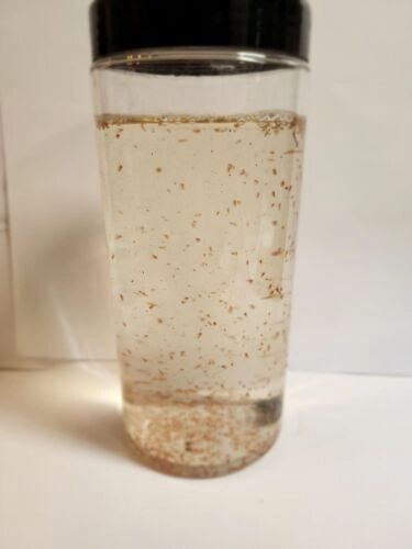 Live daphnia magna 1200 count. Free Shipping.