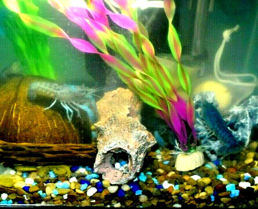 (2) Live Freshwater Aquarium Fish ELECTRIC BLU Small 1″ -1.5″