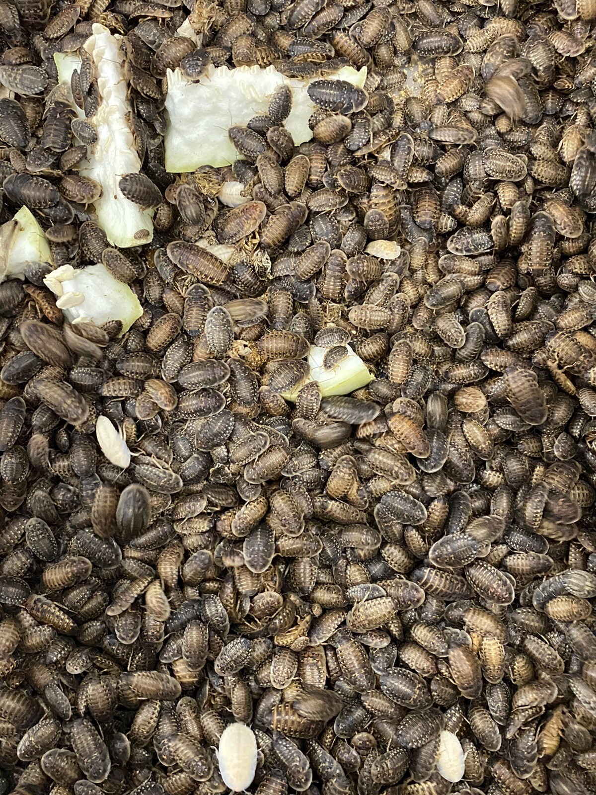 Dubia Roaches Live Feeders S/M/L/XL 100/200/300/400/500+15% Overcount+Free Ship