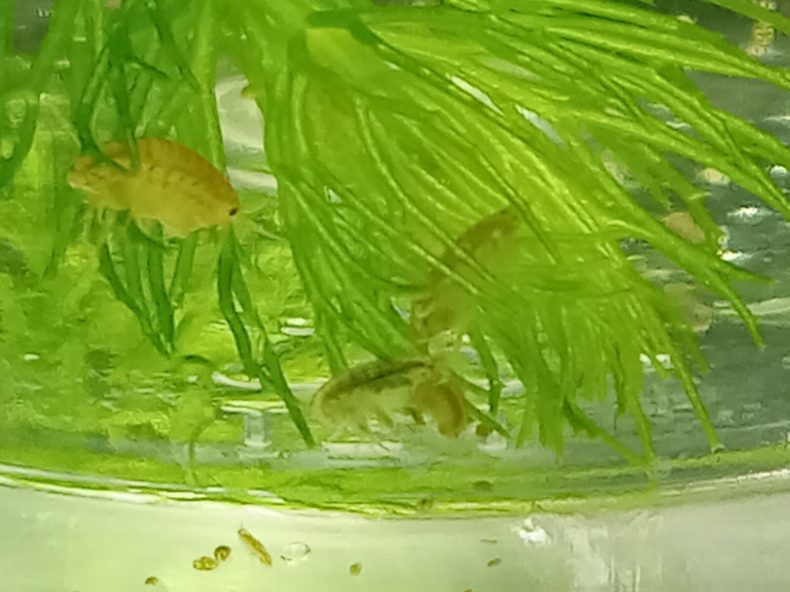 Multi Culture Starter Bundle. Scuds, Daphnia, Blackworm, Ostricods, Chlorella!