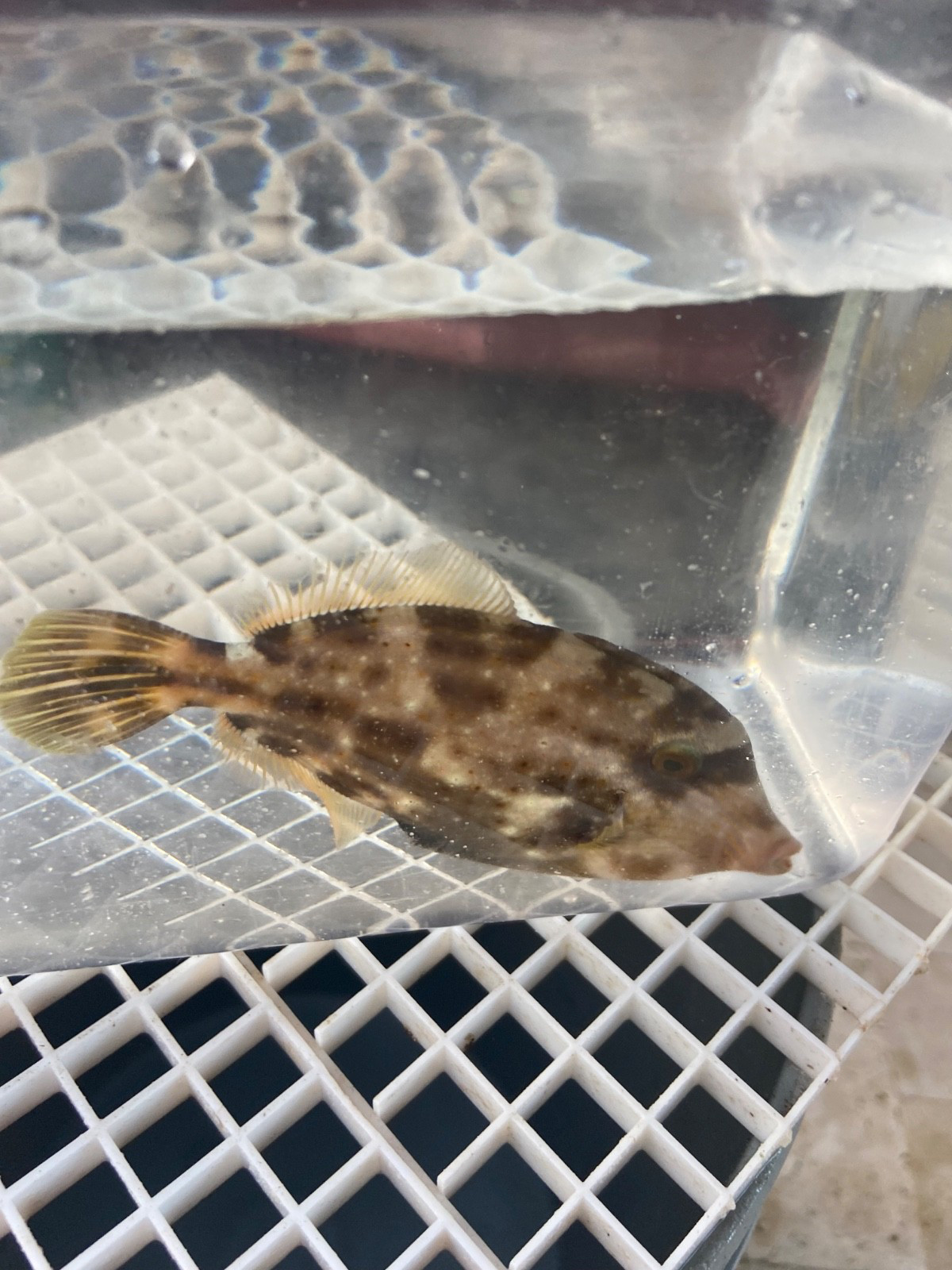 Orangespotted Filefish(Cantherhines pullus),WYSIWYG,med size, Free Shipping