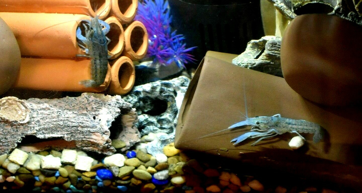 (2) Live Freshwater Aquarium Fish ELECTRIC BLU Small 1″ -1.5″
