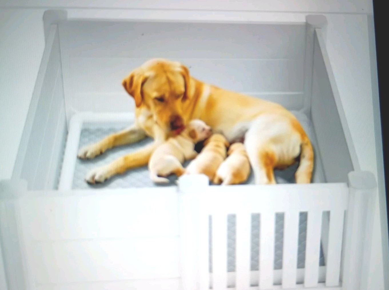 Pet Welping Box White/ Plastic 43″X78″ (Puppy Pad Included)