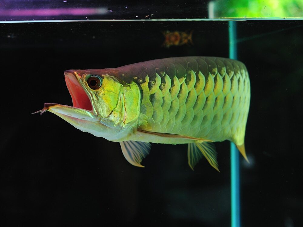 Large Fish Floating Pellet Blend for Oscars, Pacus, Arowanas, Ponds GB-420