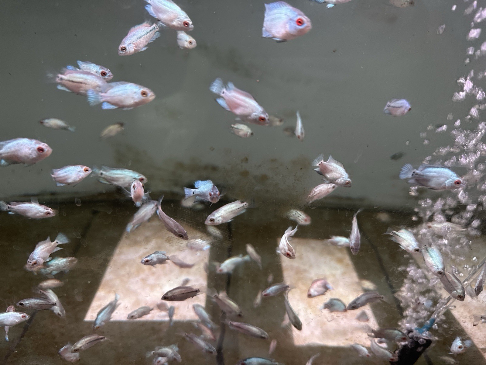 Baby Thai Silk Flowerhorn Fry Size Flowerhorn PNPV ( Full White Blue) 2-4cm