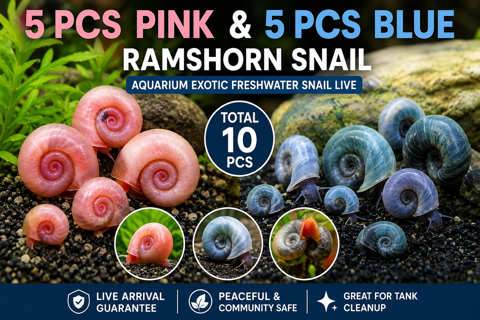 5 Pink & 5 Blue Ramshorn Snails Live Freshwater Aquarium Algae Cleaner 10 PCS