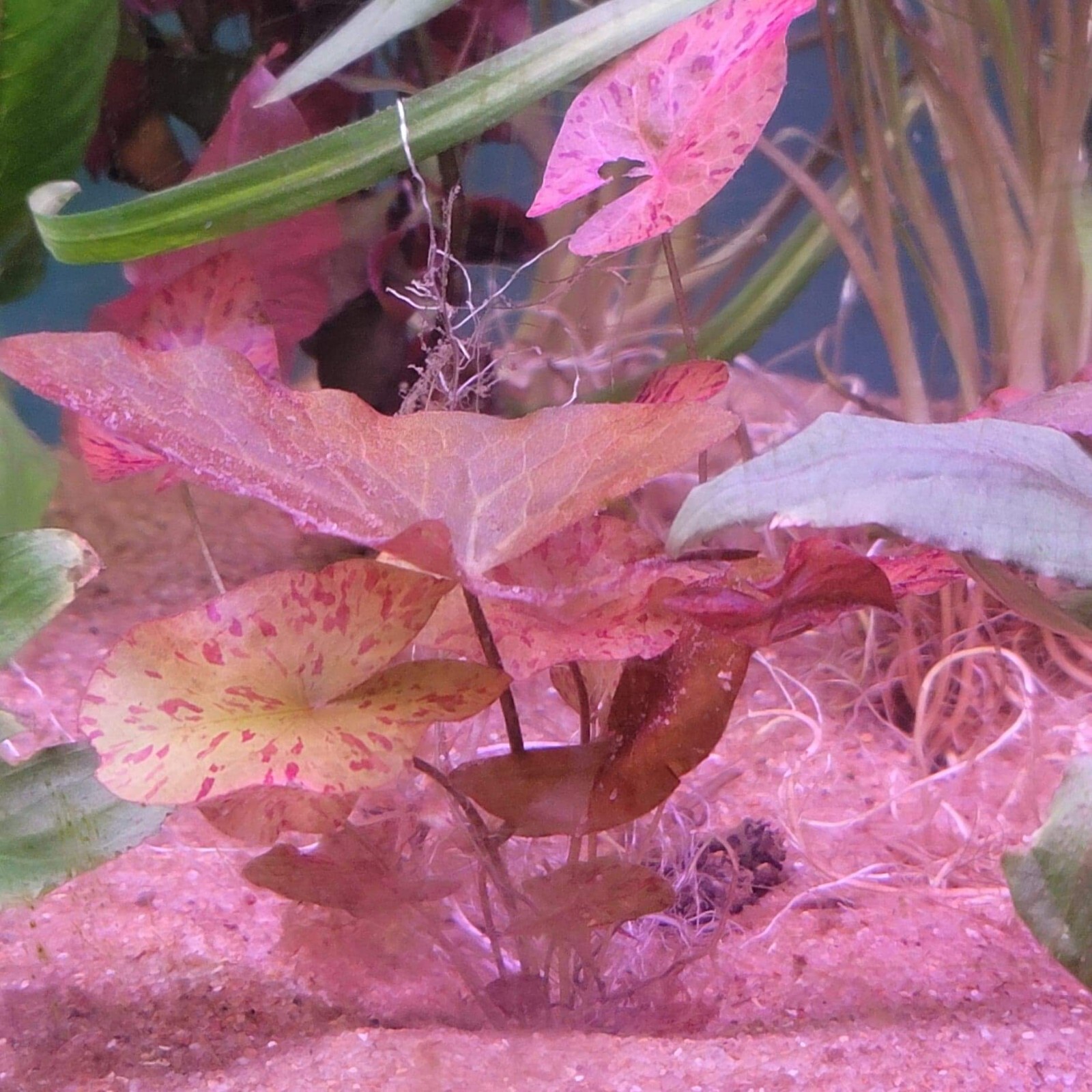 Aquarium Live Plant Package Freshwater for 55g Heavy or 75g Medium